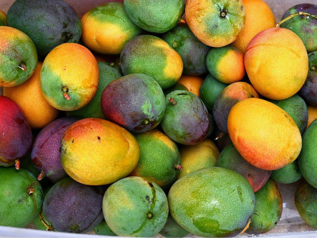 Mango